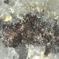 Aurostibite