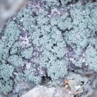 Chamosite & Fluorite