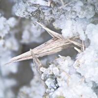 Rémondite-(Ce)
