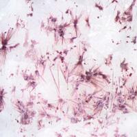 Raite & Eudialyte