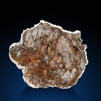 Petrified Wood