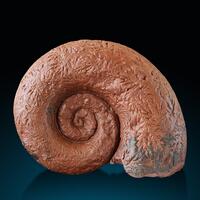 Ammonite