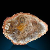 Petrified Wood