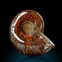 Ammonite