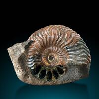 Fossil Var Ammonite