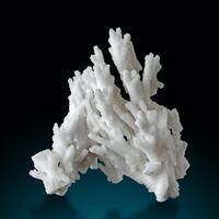 Quartz Psm Aragonite