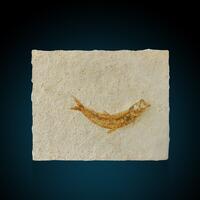 Fossil Fish