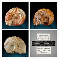 Fossil