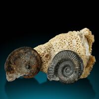Fossil