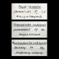 Viamineralia: 24 May - 31 May 2025