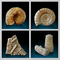 Fossil