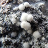 Aragonite