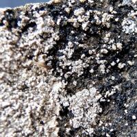 Whewellite