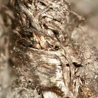 Native Silver