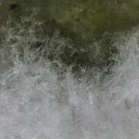 Voggite