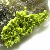 Autunite