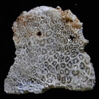 Calcite Psm Coral