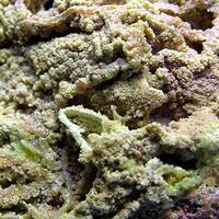 Pyromorphite Psm Cerussite