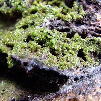 Pyromorphite