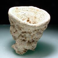 Rhaphidonema Farringdonese - Fossil Sponge