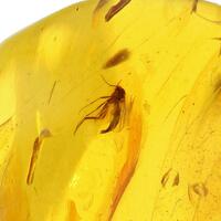 Amber With Insect Inclusions