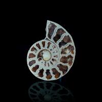 Pyrite Ammonite