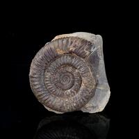 Fossil Ammonite