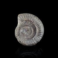 Fossil Ammonite