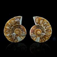 Fossil Ammonite