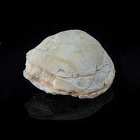 Opal Fossil Shell