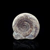 Fossil Ammonite