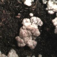 Weddellite