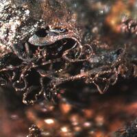 Copper