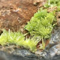 Pyromorphite