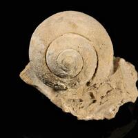 Calcite Psm Fossil Snail