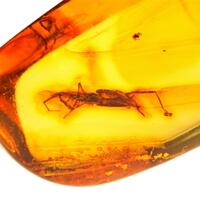 Amber With Insect