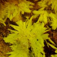 Schoepite On Rutherfordine & Soddyite