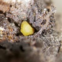 Bromargyrite