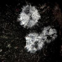 New Brand Minerals: 30 Apr - 06 May 2025