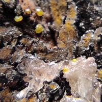 Cerussite & Campylite On Limonite & Goethite