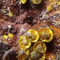Cacoxenite