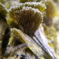 Clinozoisite