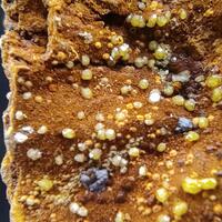 Mimetite Campylite & Goethite On Limonite
