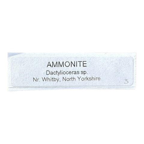 Label Images - only: Ammonite