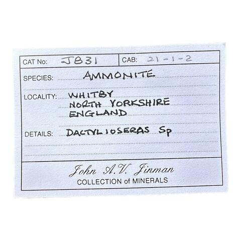 Label Images - only: Ammonite
