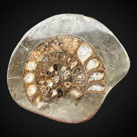 Ammonite