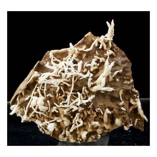 Aragonite Var Flos Ferri
