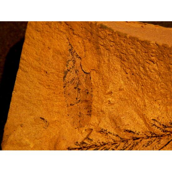 Plant Fossil