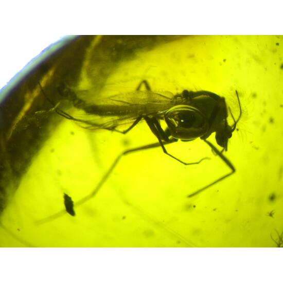 Amber With Inclusions