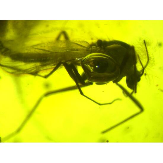Amber With Inclusions